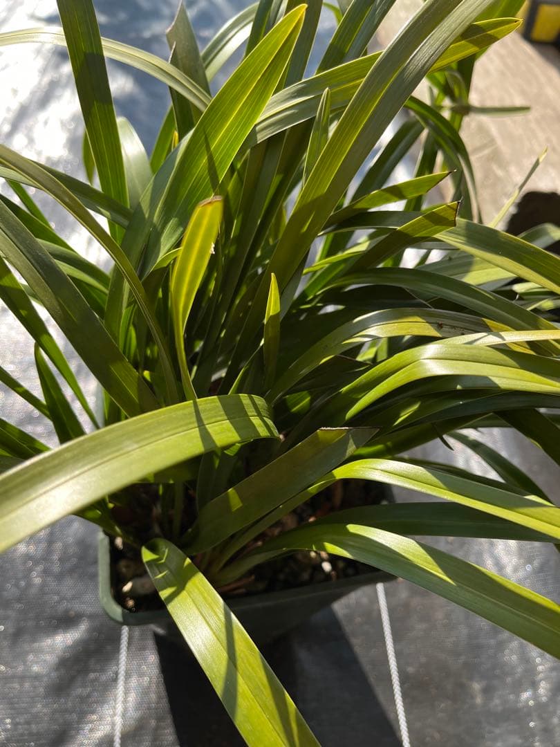 ⭐️キンリョウヘン　大株　 新芽あり。（花芽か不明、花色→赤または黄）