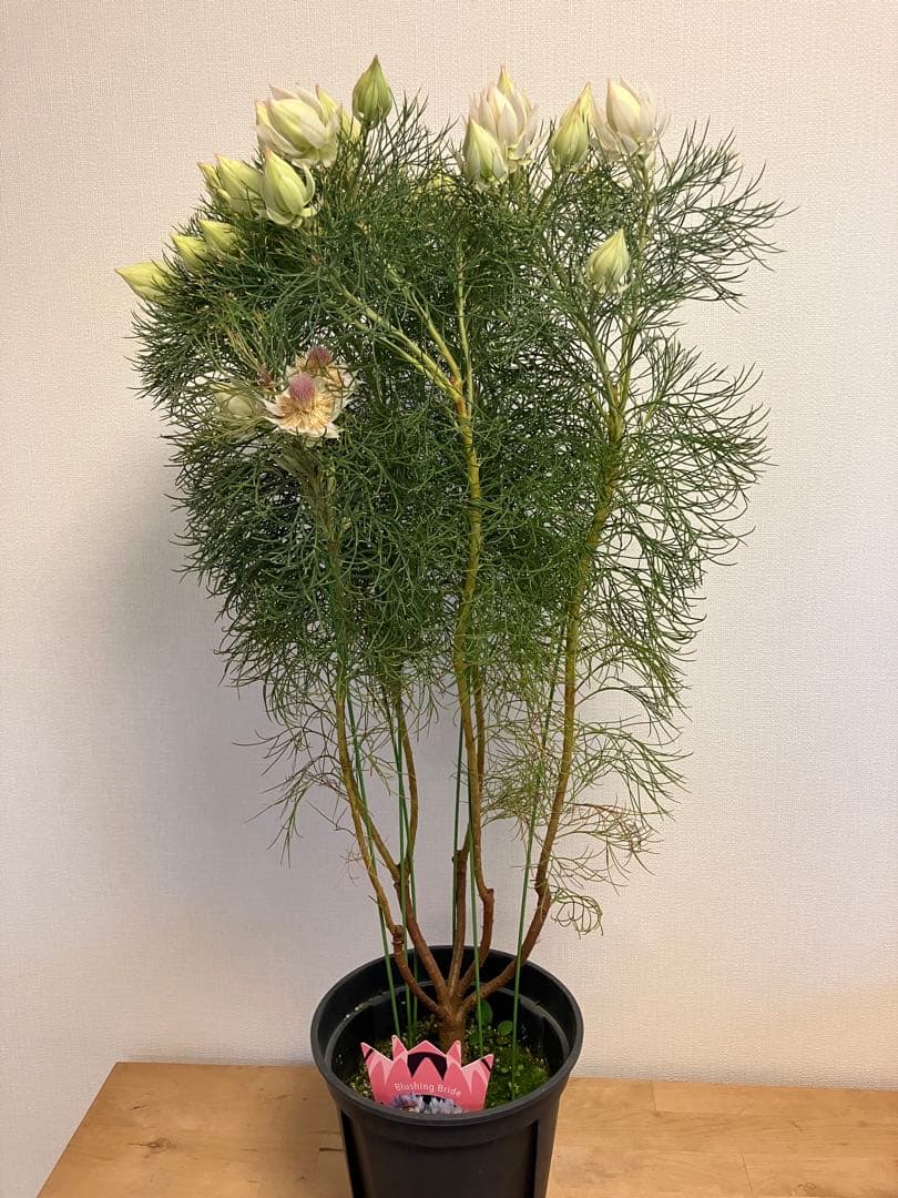 ジョーイセルリア　ブラッシングブライド　7号