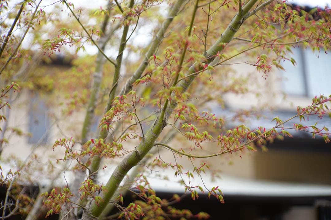 フィルムカメラ Canon MODEL 7 / CANON LENS 50mm F1.2 L39