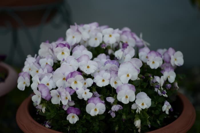 FUJIFILM FUJINON・T 100mm F2.8 (M42)