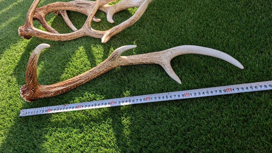 立派な鹿の角 2対　4本セット です！