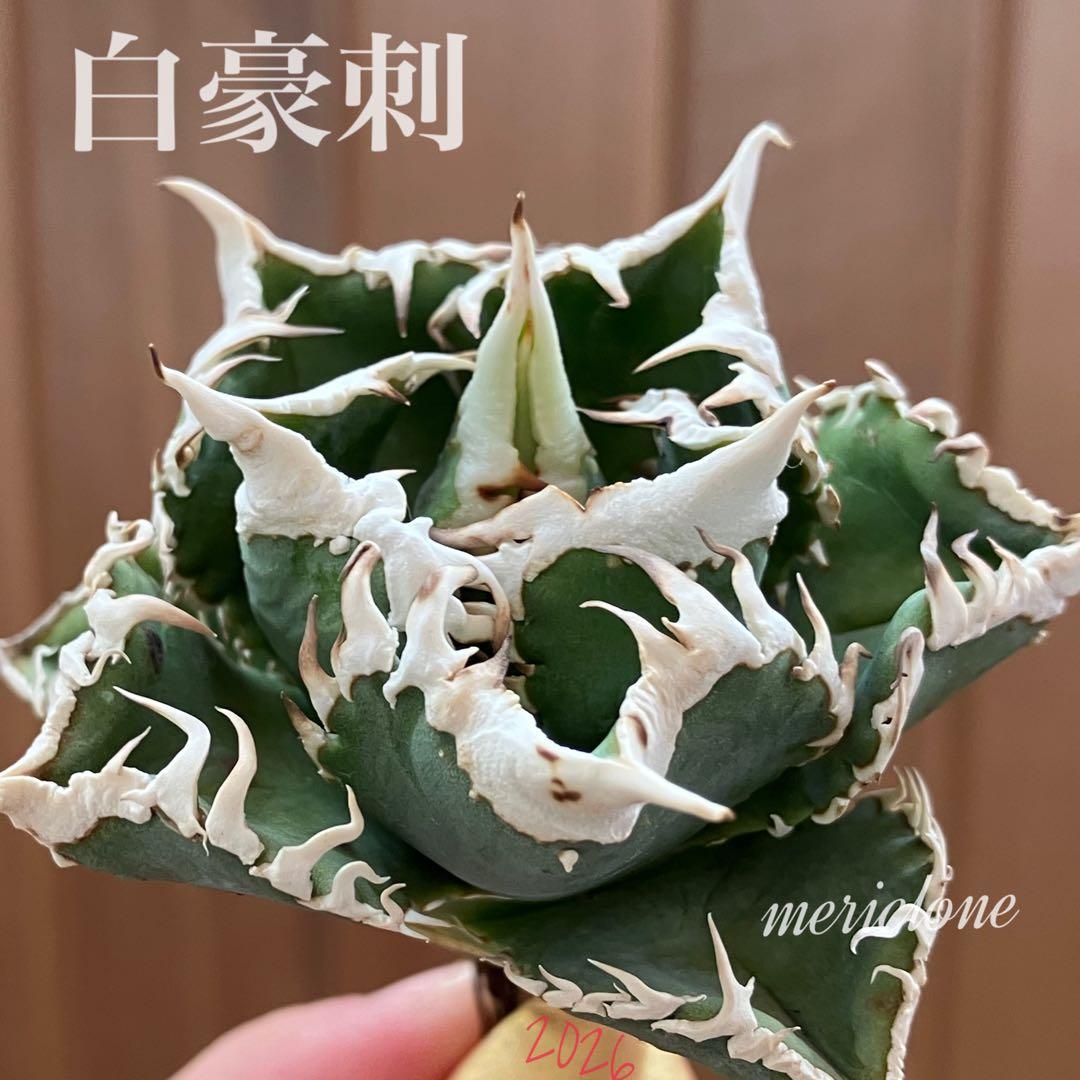 【初売り】64 超選抜　太棘　子株付き　コンパクト　アガベ　白豪刺TC 匿名配送