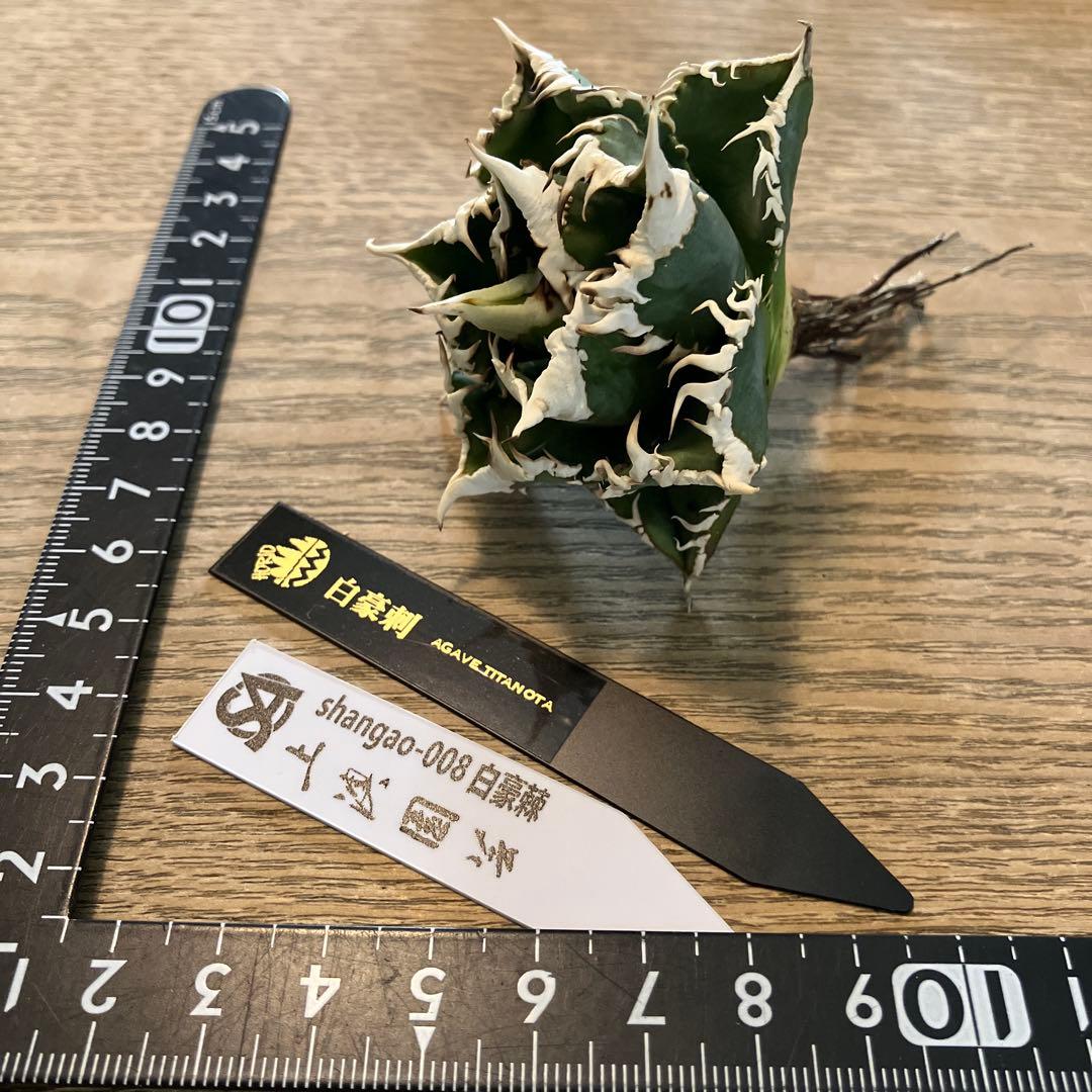 【初売り】64 超選抜　太棘　子株付き　コンパクト　アガベ　白豪刺TC 匿名配送