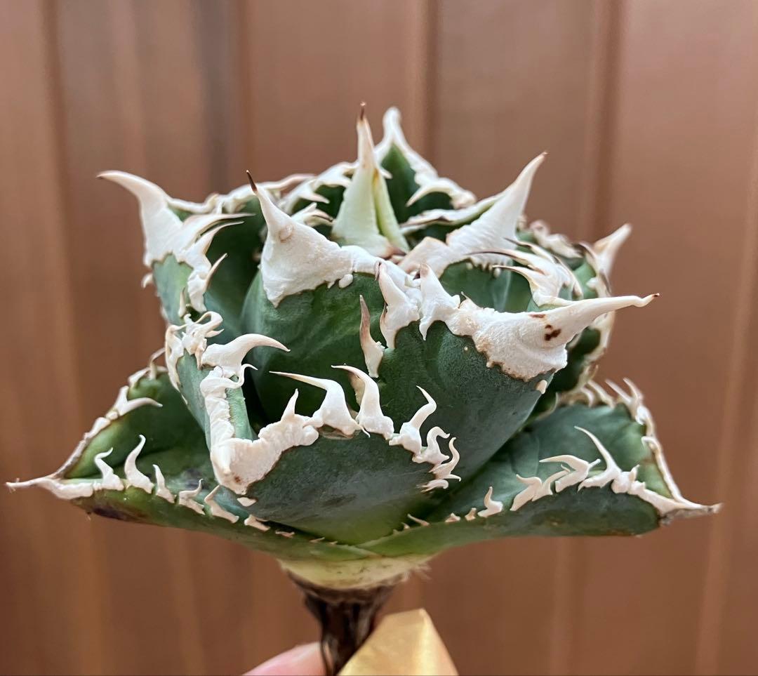 【初売り】64 超選抜　太棘　子株付き　コンパクト　アガベ　白豪刺TC 匿名配送