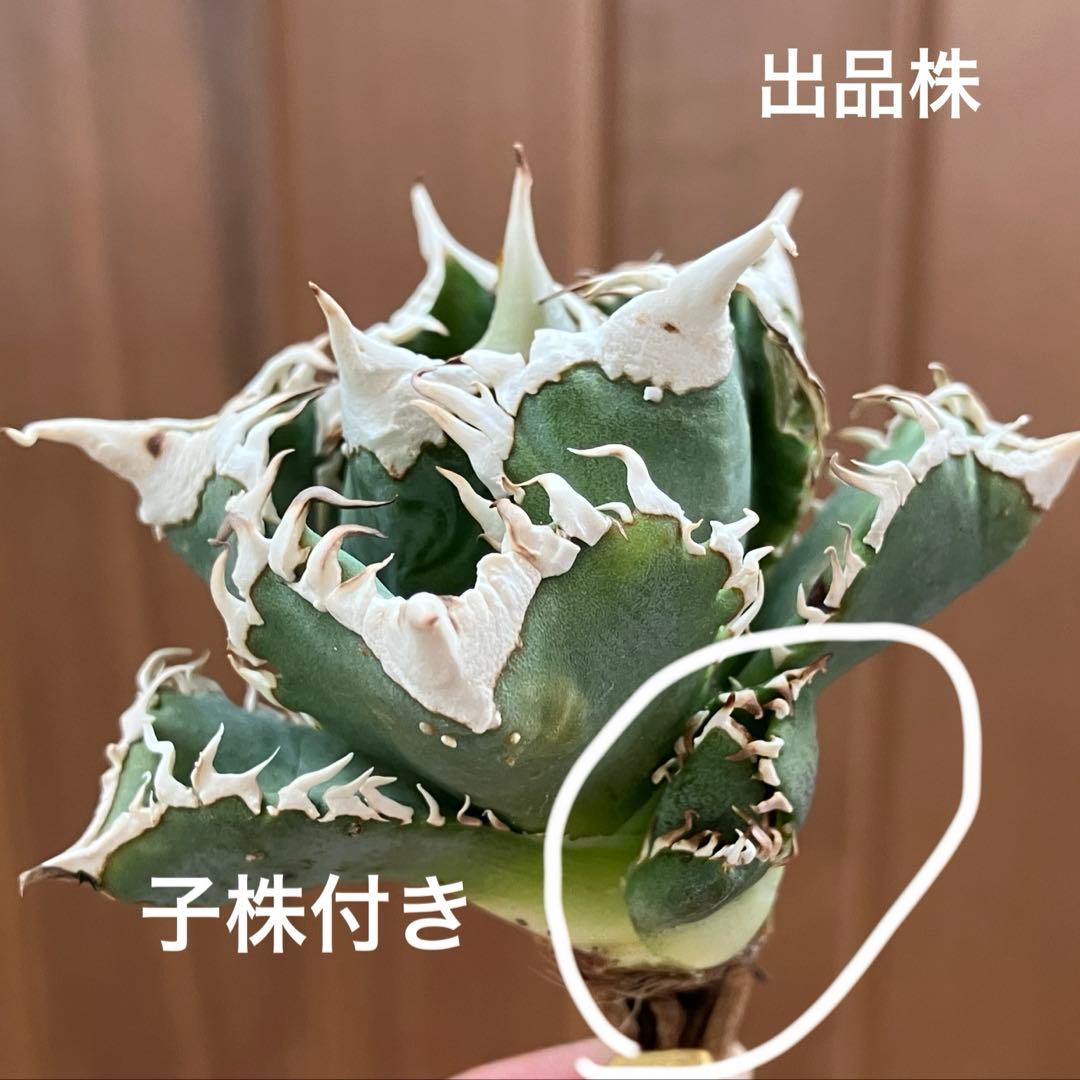 【初売り】64 超選抜　太棘　子株付き　コンパクト　アガベ　白豪刺TC 匿名配送