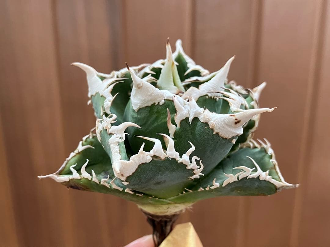 【初売り】64 超選抜　太棘　子株付き　コンパクト　アガベ　白豪刺TC 匿名配送