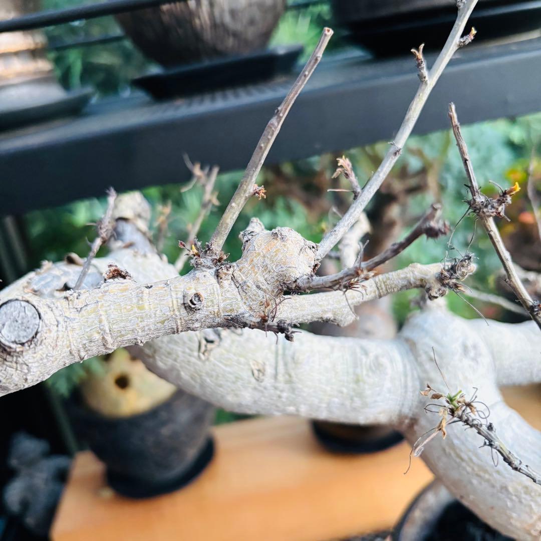 短期間限定超特価！ 現地株 コミフォラ サクシコラ 山中勇人 作家鉢 大株 発根