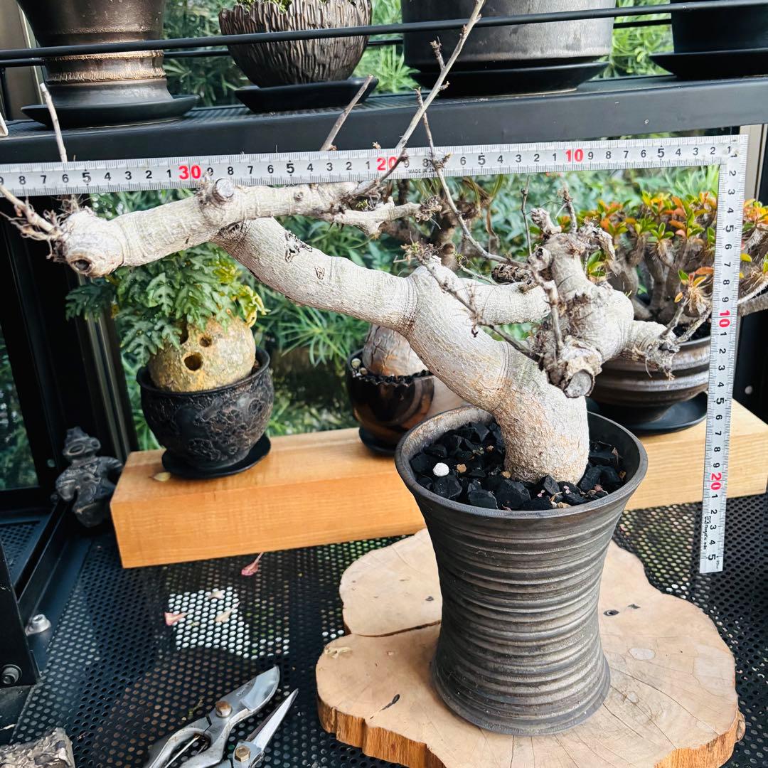 短期間限定超特価！ 現地株 コミフォラ サクシコラ 山中勇人 作家鉢 大株 発根