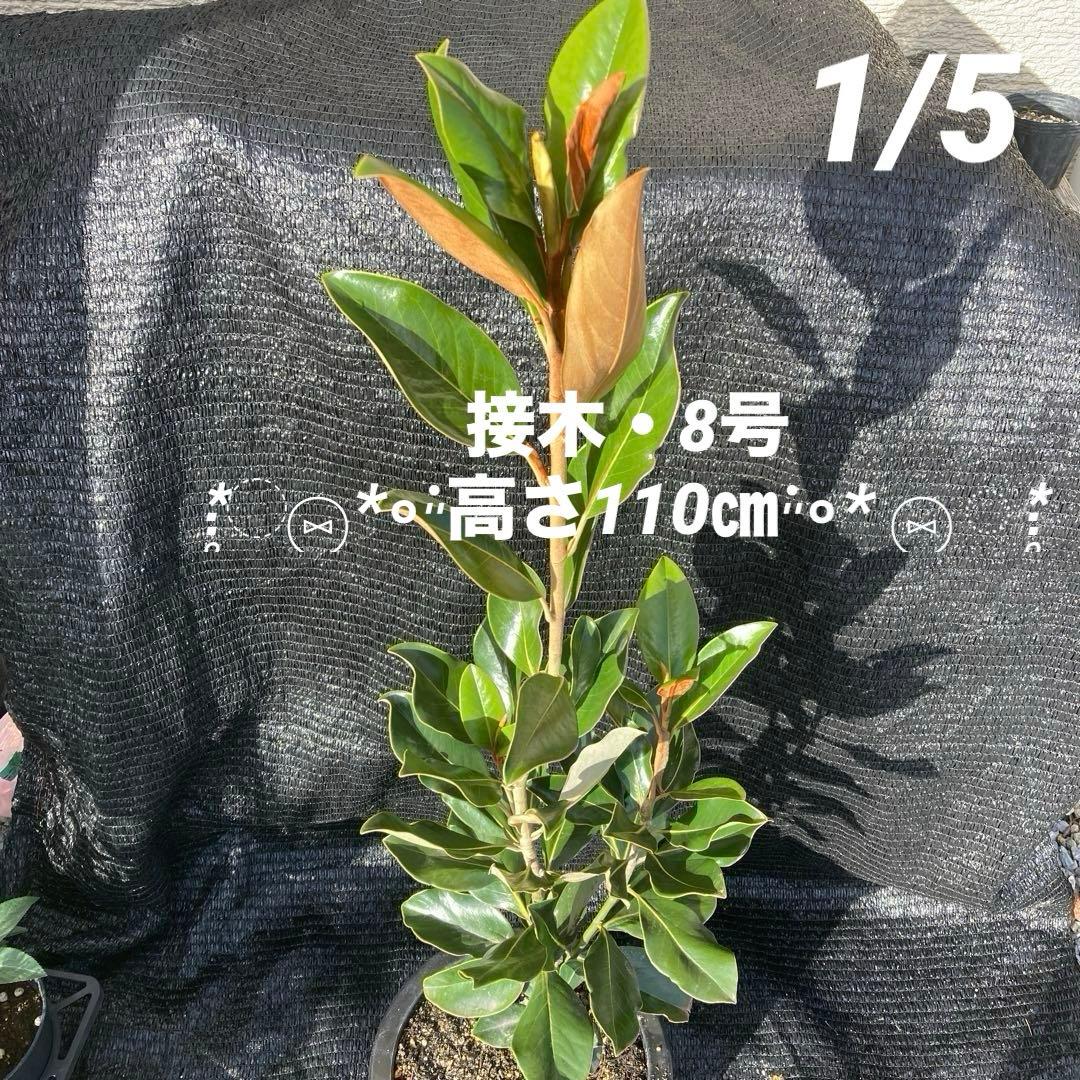 ①*:ஐ四季咲き・矮性！*:ஐ丈夫な接木・タイサンボク・苗木【リトルジェム】8号