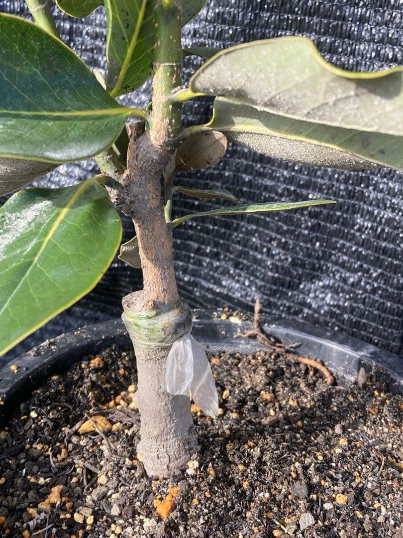 ①*:ஐ四季咲き・矮性！*:ஐ丈夫な接木・タイサンボク・苗木【リトルジェム】8号