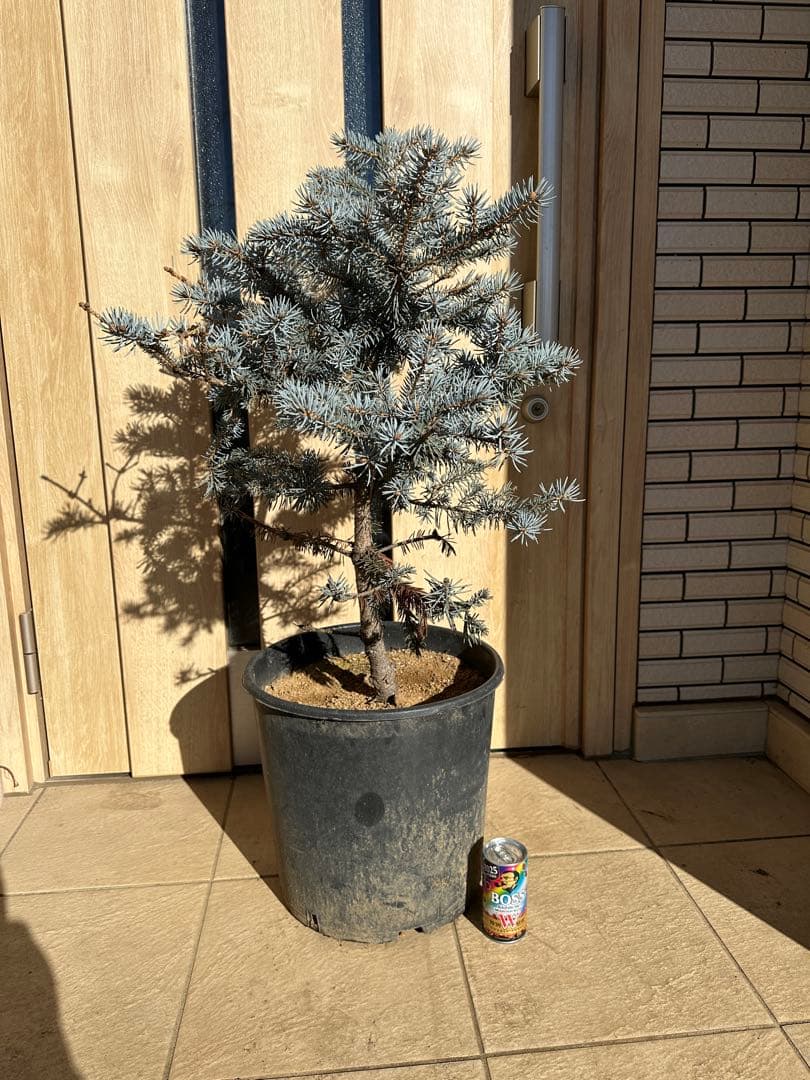 幹太め　約90cm プンゲンストウヒ　ホプシー　ガーデニング　シンボルツリー