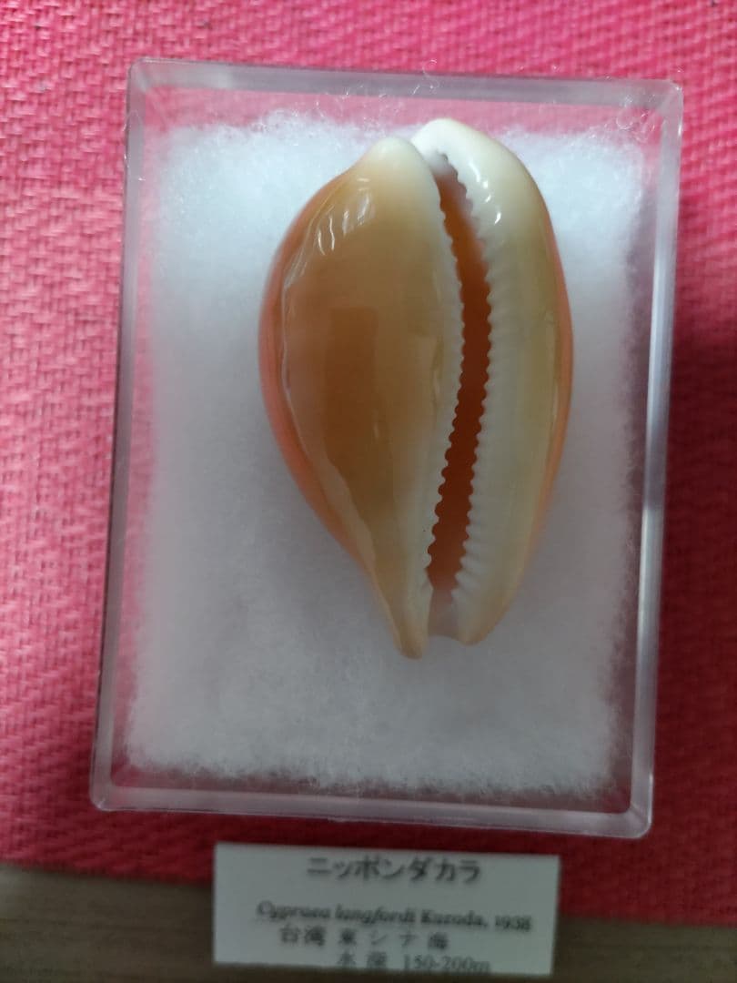 貝標本、ニッポンダカラ 約53mm