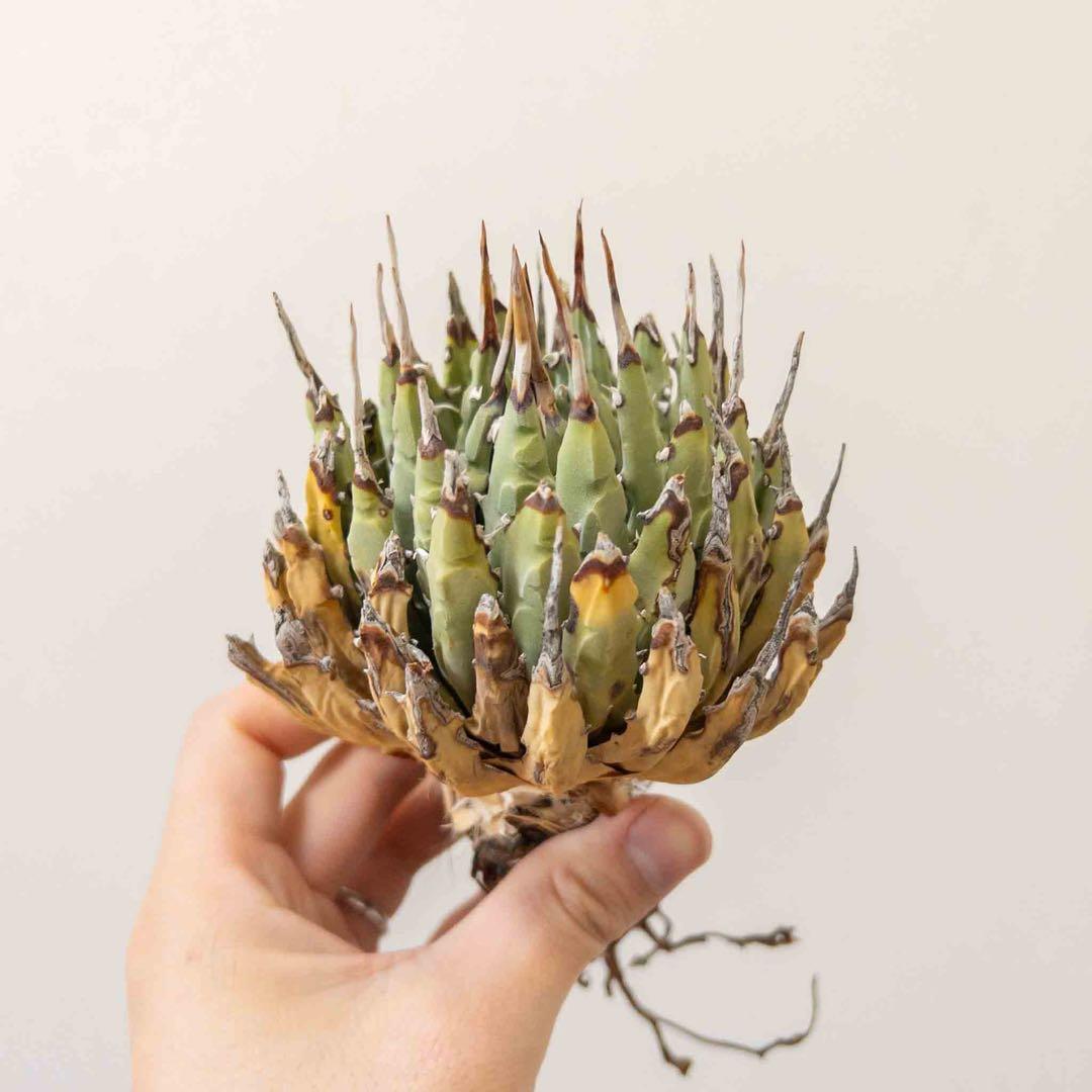 69 ユタエンシス エボリスピナ 現地株 ベアルート 陽炎 アガベ