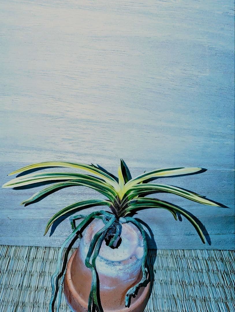 富貴蘭　必見！！至楽宝（至楽覆輪）