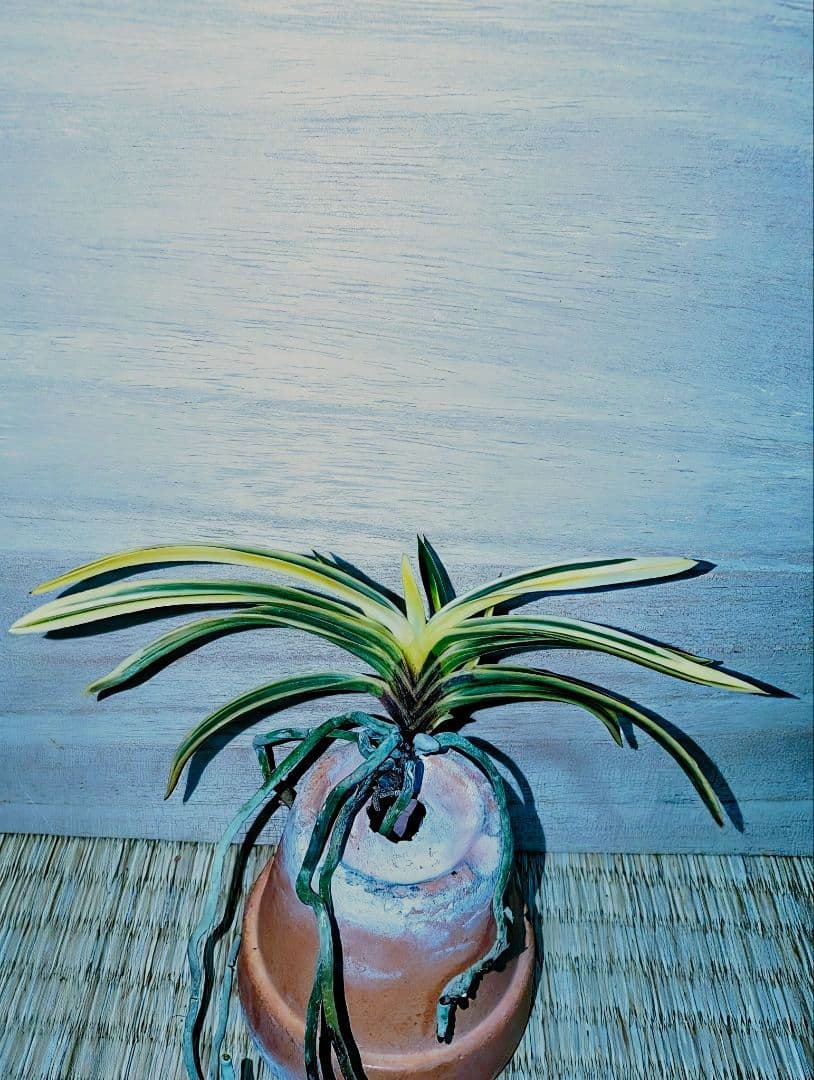 富貴蘭　必見！！至楽宝（至楽覆輪）