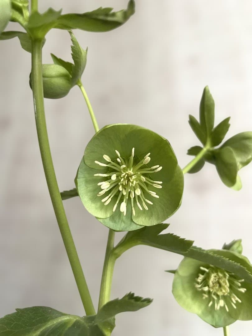 プルプラセンス交配　カップ咲　ライムグリーン　大和園