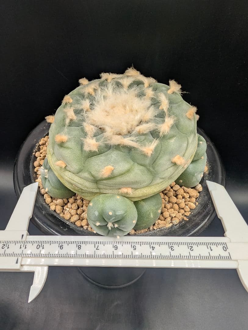 は*く様 銀冠玉 実生 鉢植えメルカリ便送料込み