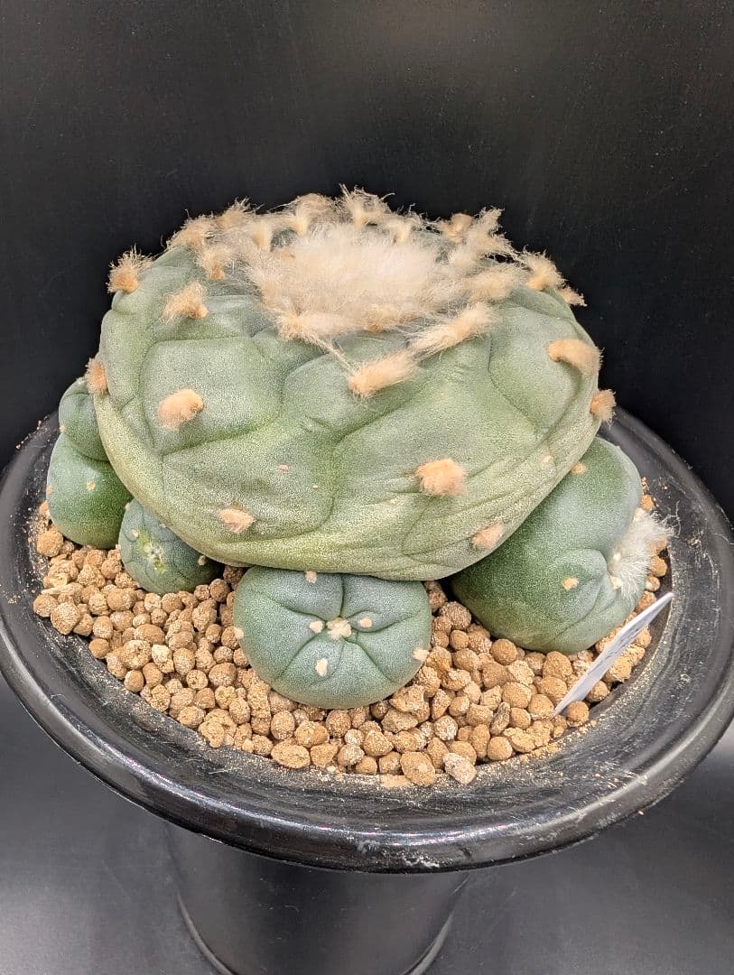 は*く様 銀冠玉 実生 鉢植えメルカリ便送料込み