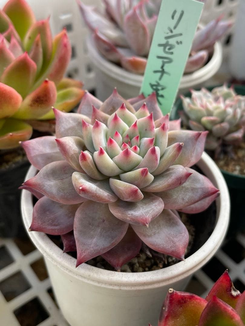 R*！様 エケベリア　リンゼアナ実生　多肉植物