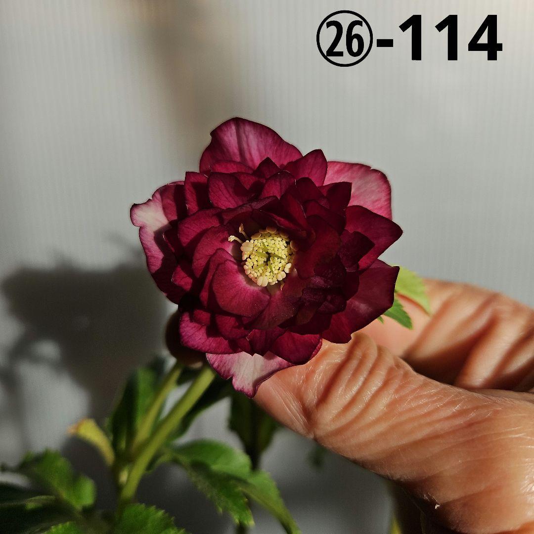 ムック様ご購入苗㉖-114㉖-115クリスマスローズ