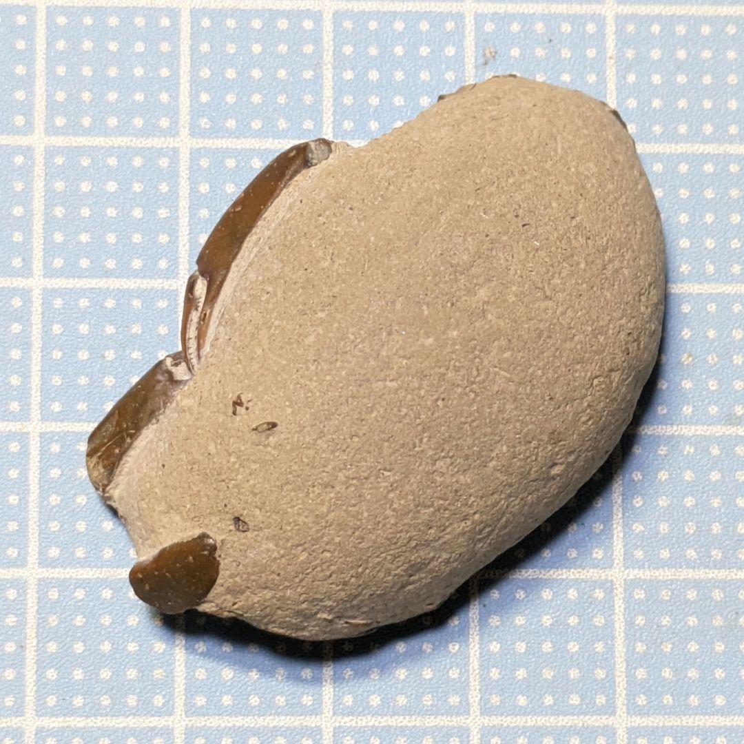 あゆちゃん　中国産カニ化石