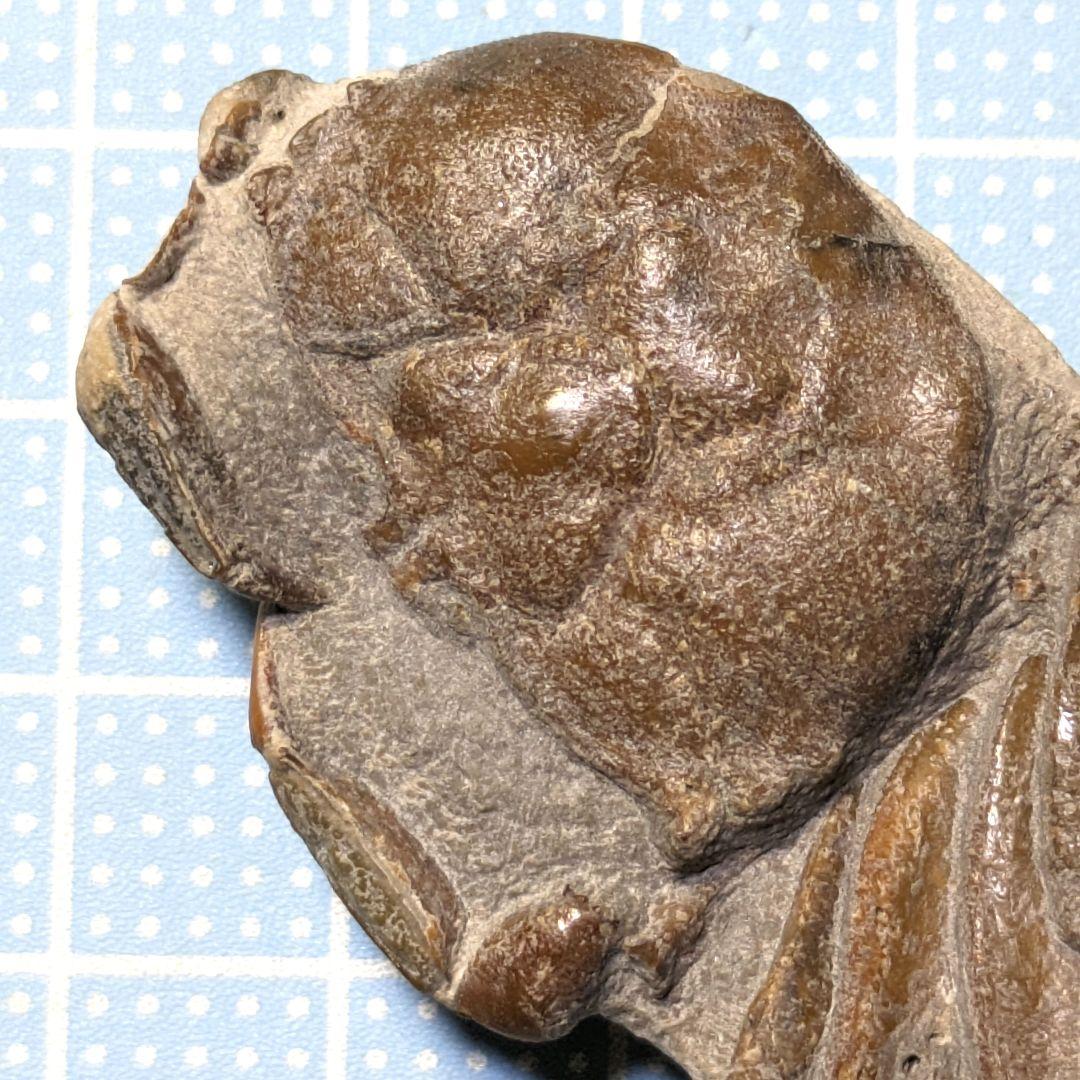 あゆちゃん　中国産カニ化石