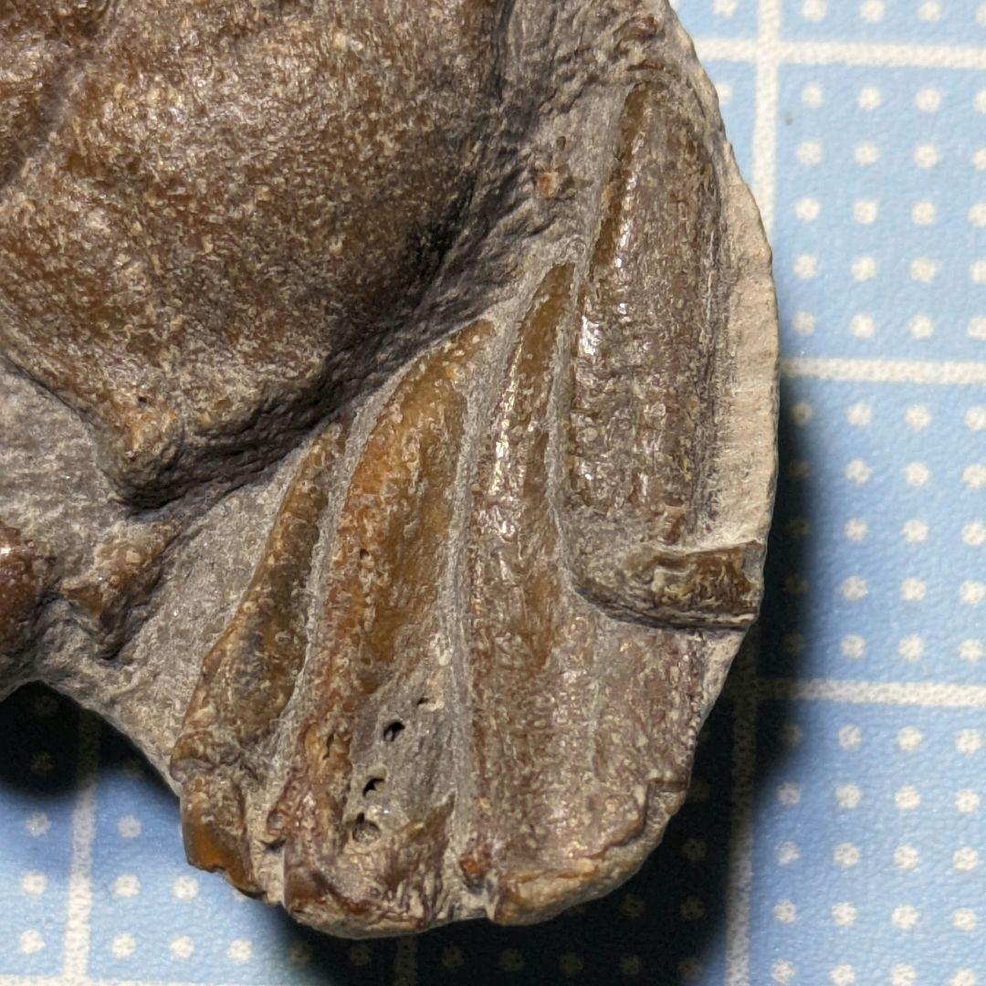 あゆちゃん　中国産カニ化石