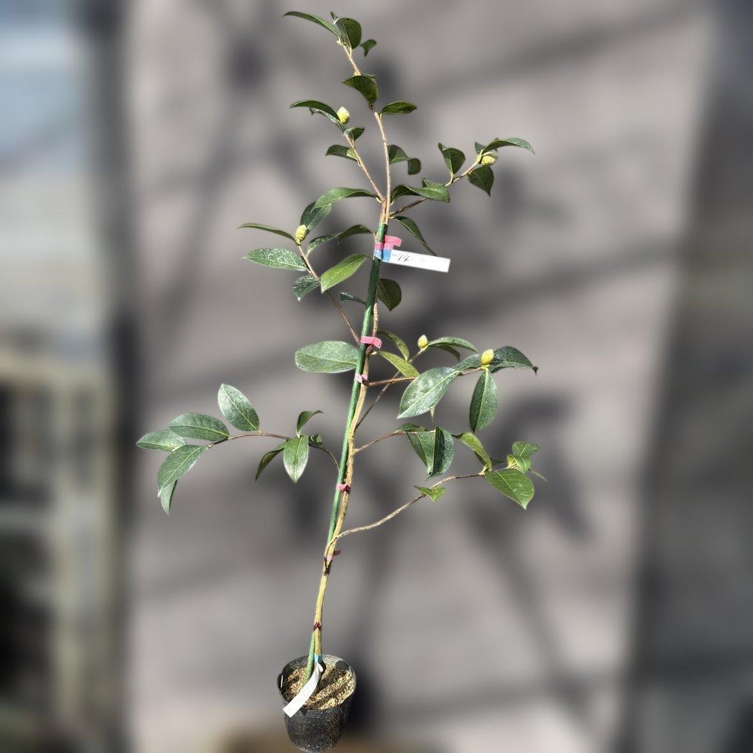 レディ　パーメラ(希少白唐ツバキ)