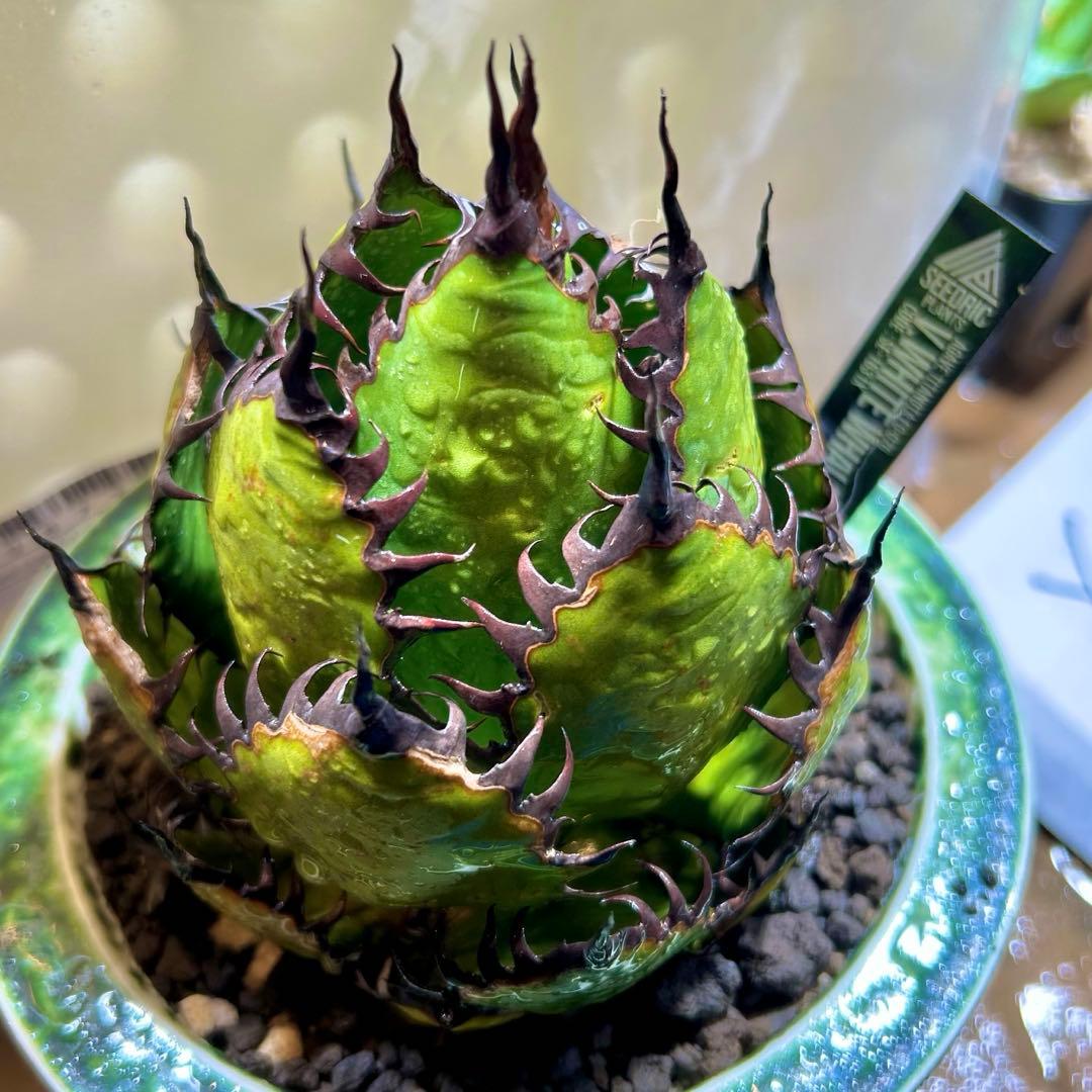 アガベ　陽炎ホリダ　極陽炎　ボールタイプ　ドワーフ　特選S級選抜　発根管理中