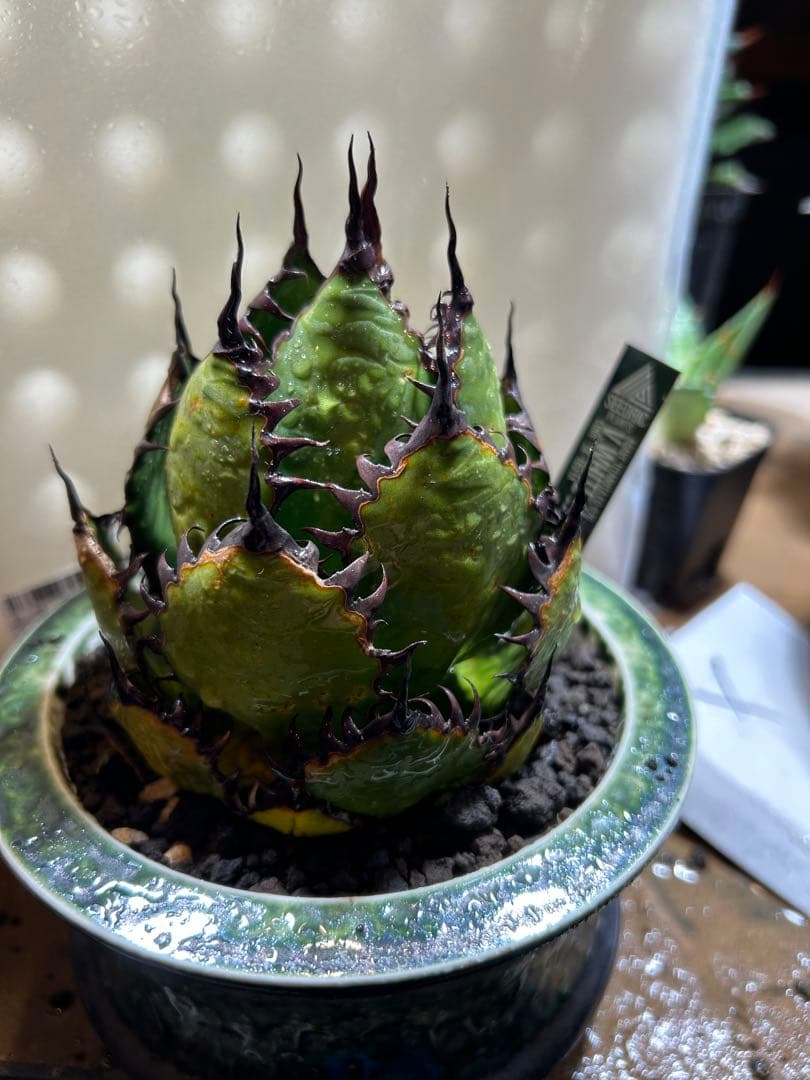 アガベ　陽炎ホリダ　極陽炎　ボールタイプ　ドワーフ　特選S級選抜　発根管理中