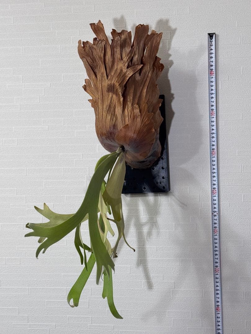 ビカクシダ ウィリンキー　板付