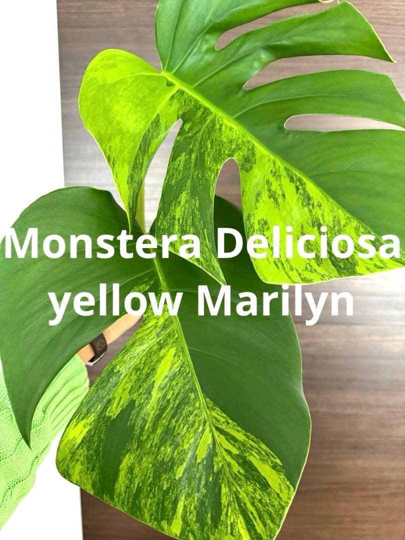 【超希少】モンステラ デリシオーサ イエローマリリン トップカット　黄斑入り