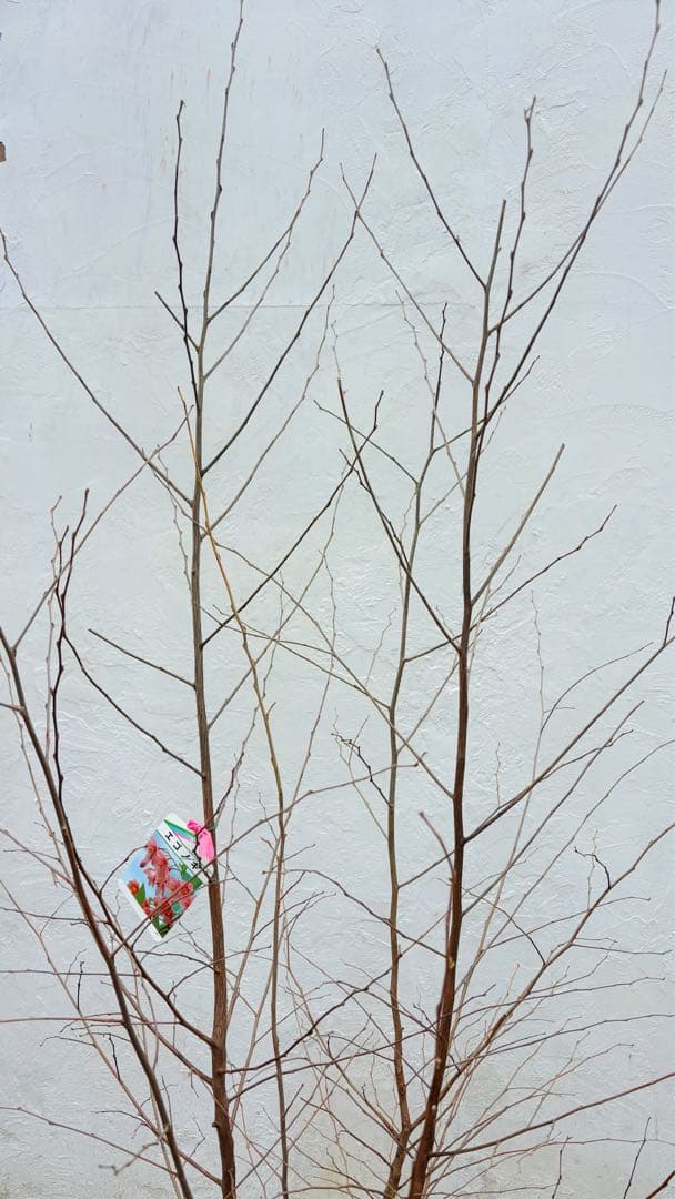 希少。赤花エゴノキピンクチャイム株立ち1.8M(鉢底から)