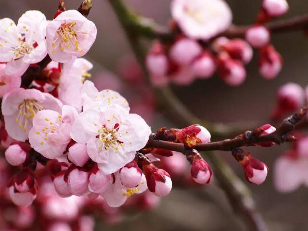 kilmeny様 リクエスト おまとめ出品