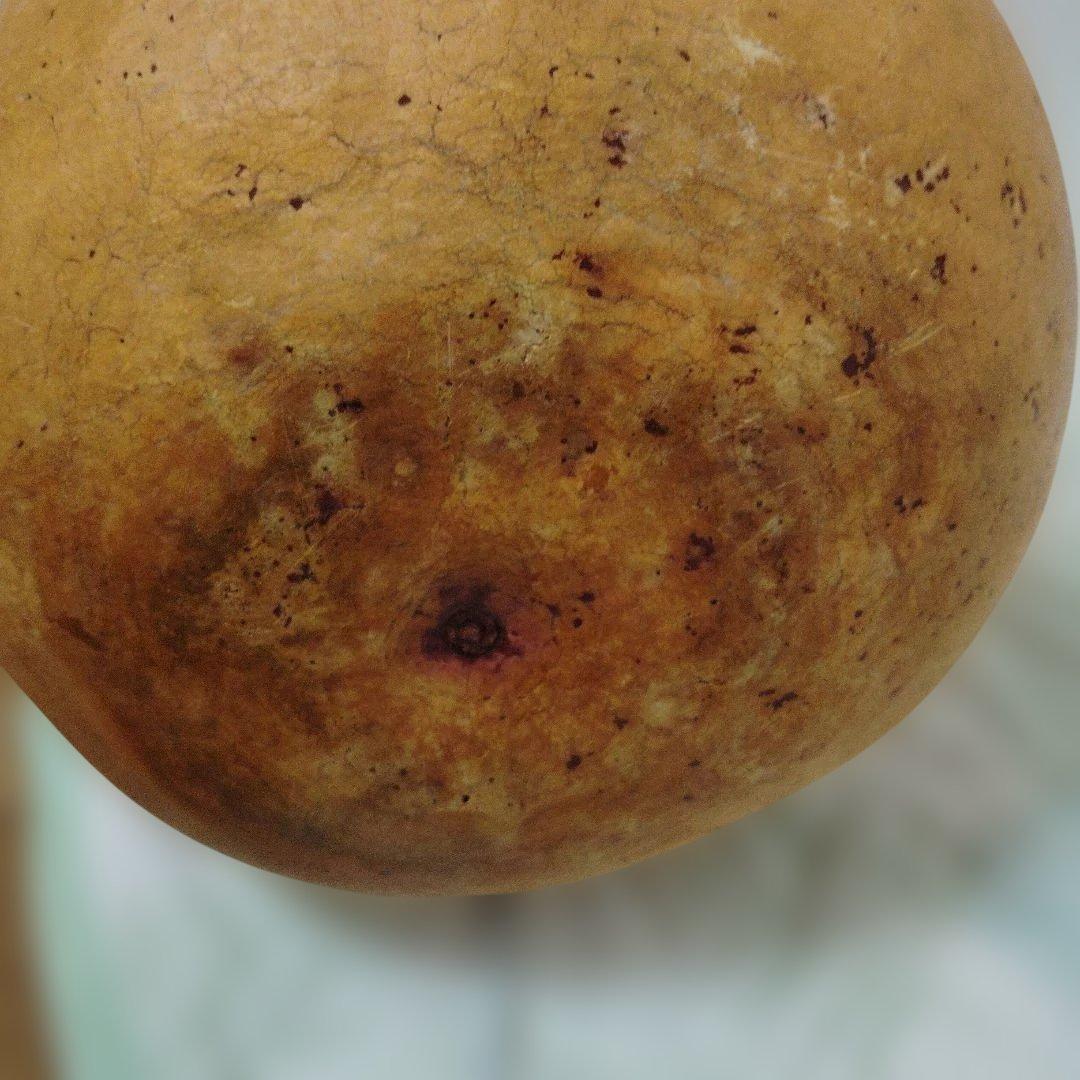 自立・イプヘケ高さ約50センチ①