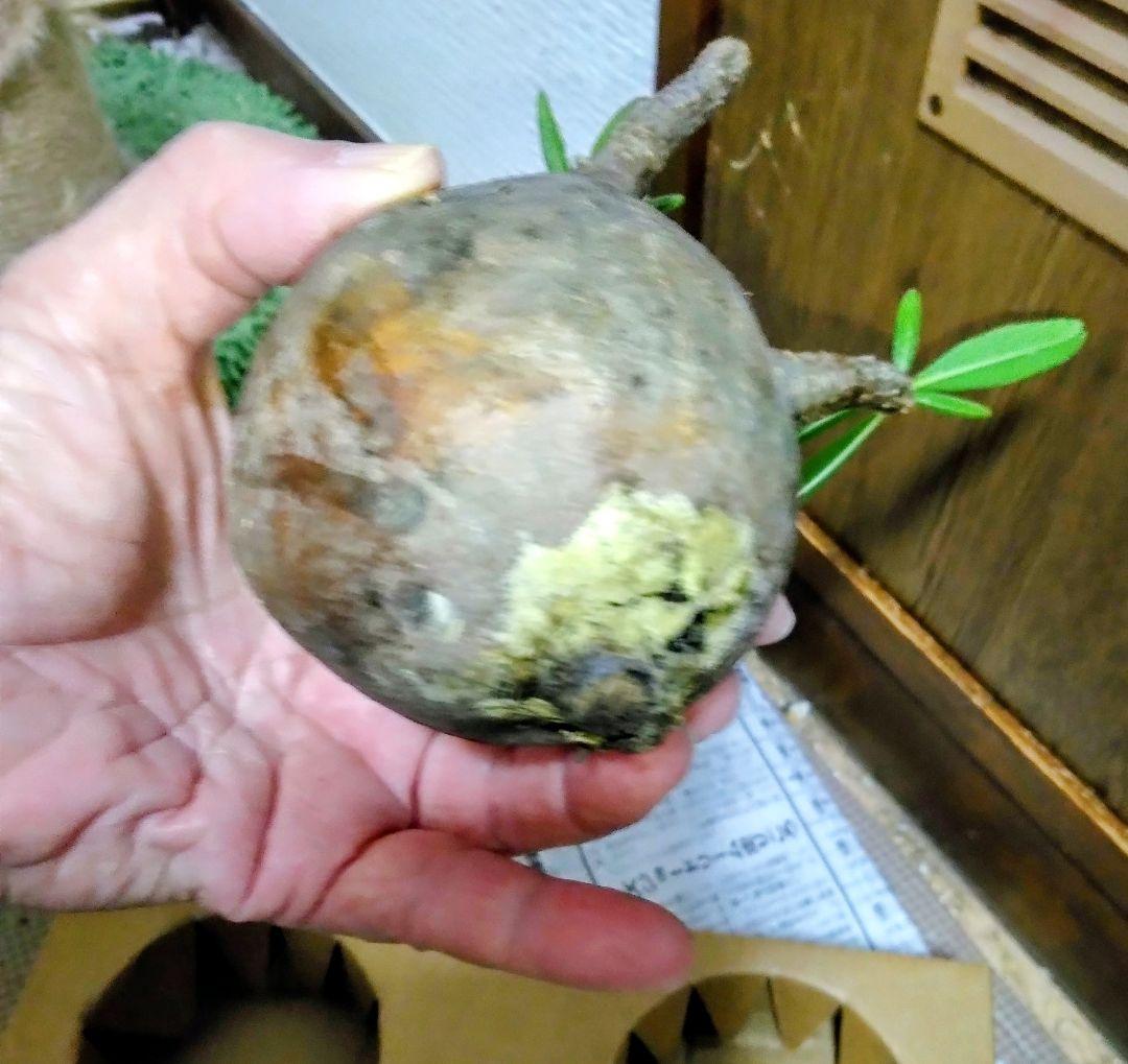 弱*店様 冬なのに元気な　グラキリスパキポディウム