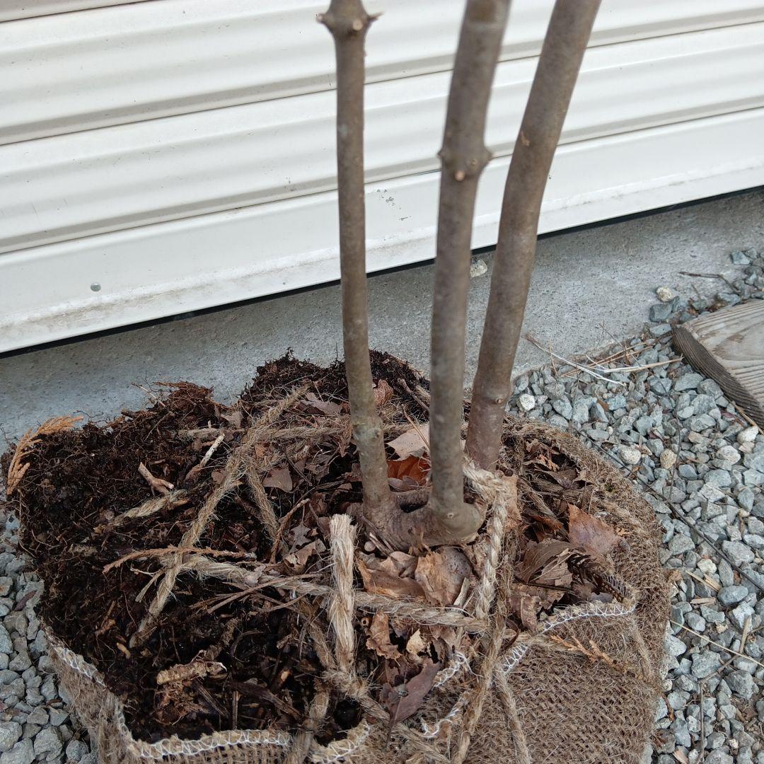 アブラツツジ　3本立ち　山採り