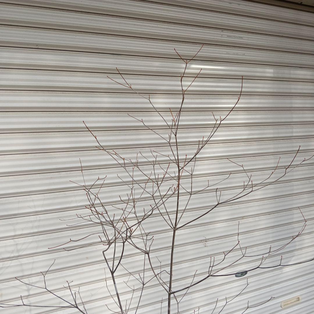 アブラツツジ　3本立ち　山採り