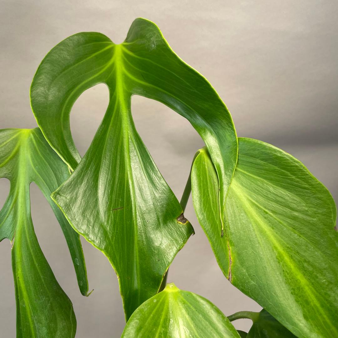 招*6様 a09モンステラ バールマルクスフレーム