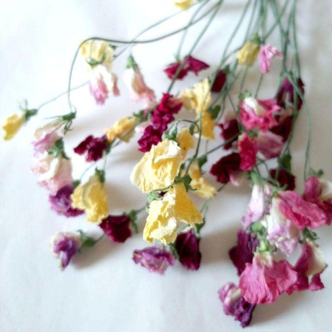 ドライフラワー様