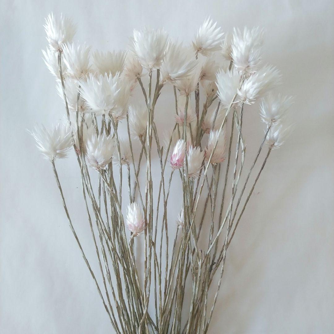 ドライフラワー様