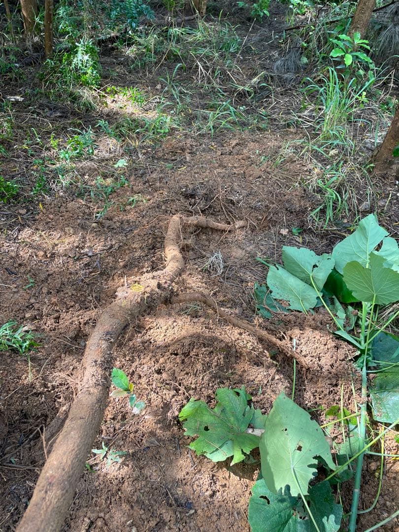 アカシア　Acacia ソウシジュ　相思樹　根皮100% 100g