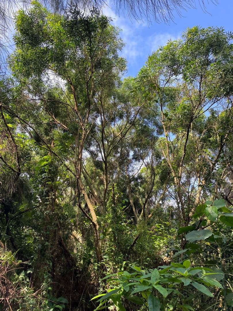 アカシア　Acacia ソウシジュ　相思樹　根皮100% 100g