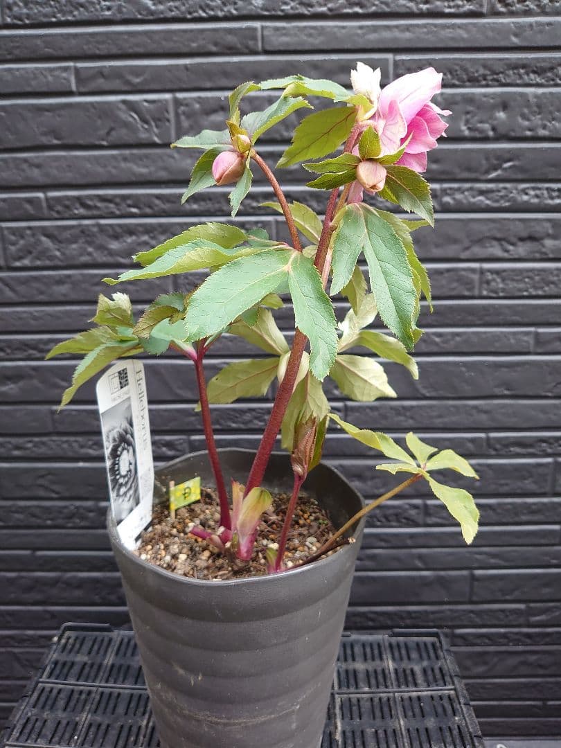 広瀬園芸　クリスマスローズ　Ｄ