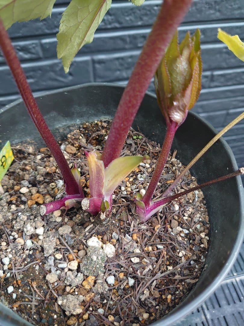 広瀬園芸　クリスマスローズ　Ｄ