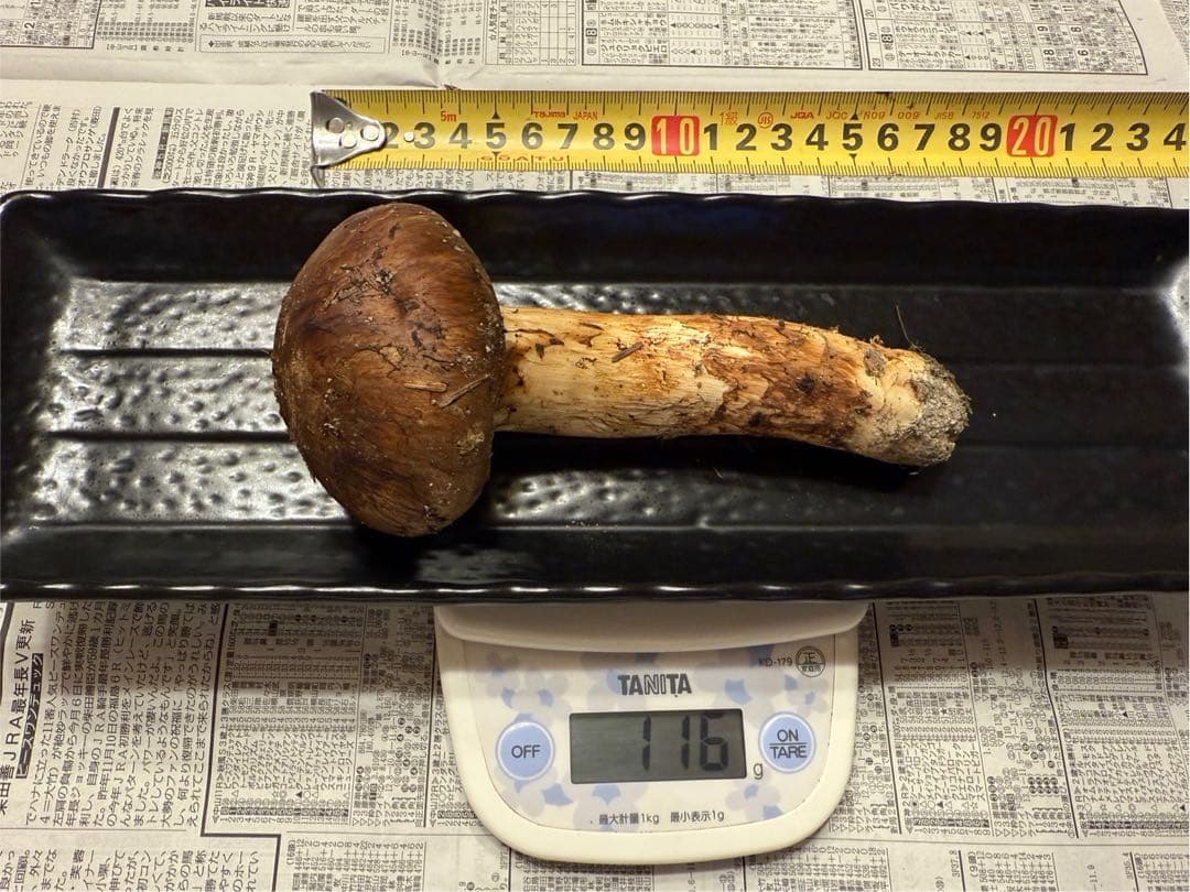 松茸　北海道　500g 　国産　①