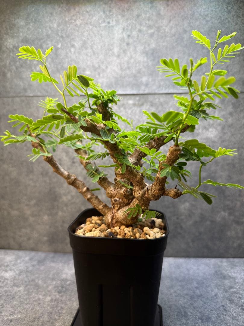 センナ　メリディオナリス　海外実生　発根済み　428