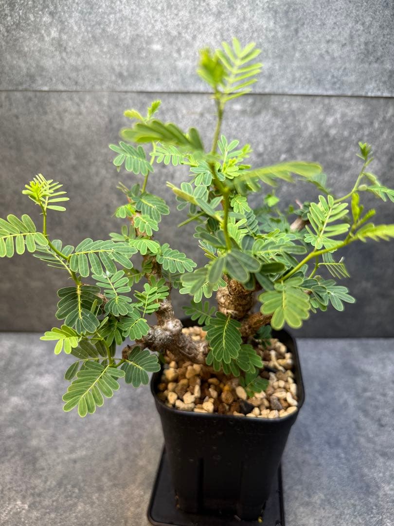 センナ　メリディオナリス　海外実生　発根済み　428