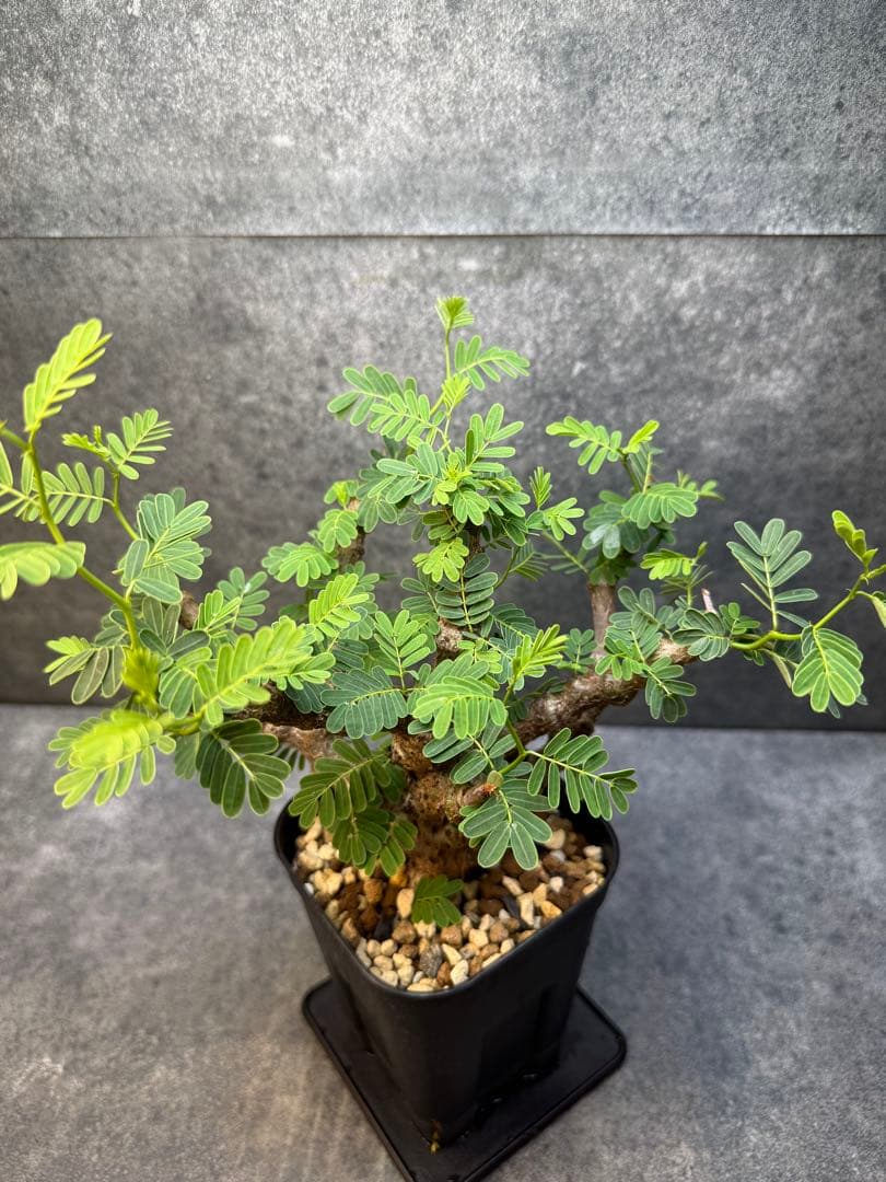 センナ　メリディオナリス　海外実生　発根済み　428