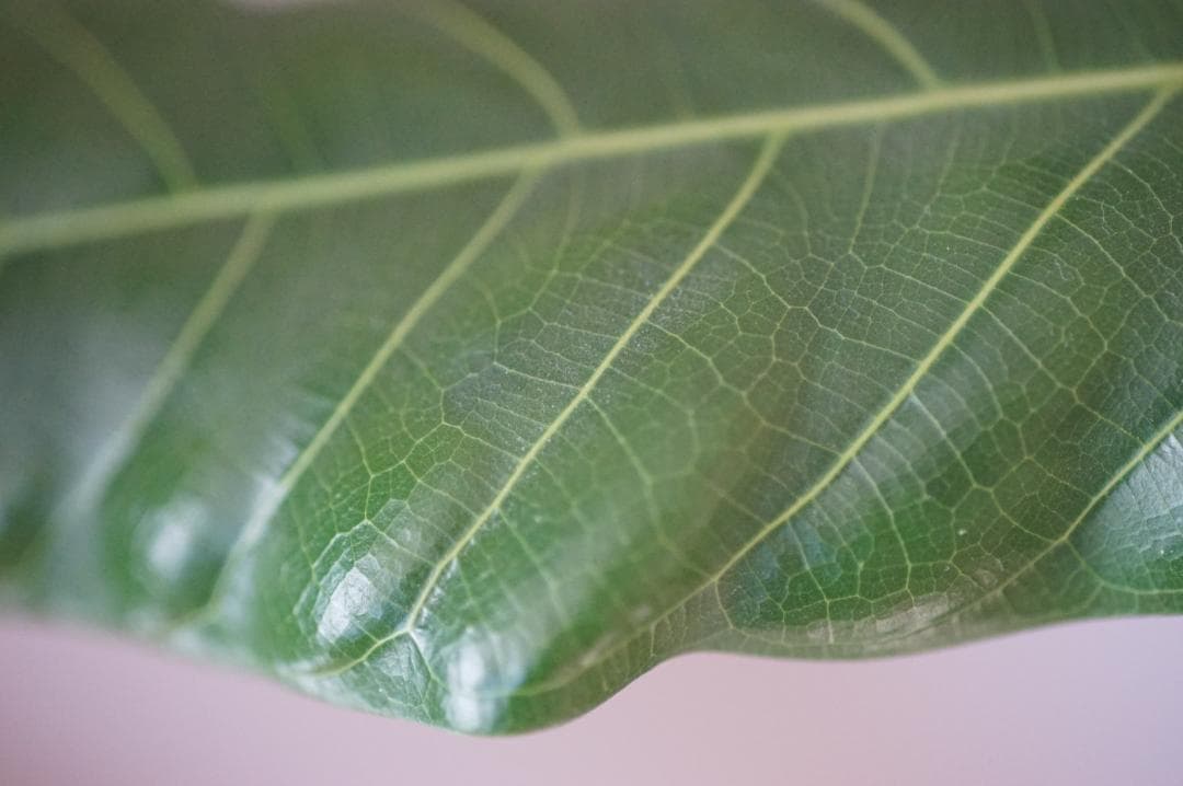 【試写】 NIKON AI-S Micro Nikkor 105mm F2.8